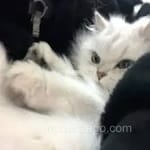 Avatar Arturo Fuentes